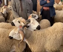 المغرب ….. عيد الأضحى  يوم 27 ماي الجاري ( وزارة الأوقاف )