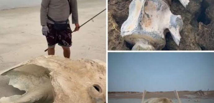 شاب مغربي يعثر على هيكل عضمي ضخم لكائن بحري مجهول ( فيديو)