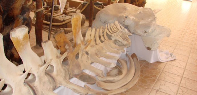 الهيكل العظمي بشاطئ الداخلة يعود للحوت الأزرق البالغ وزنه أكثر من 170 طنا ( فيديو و صور)