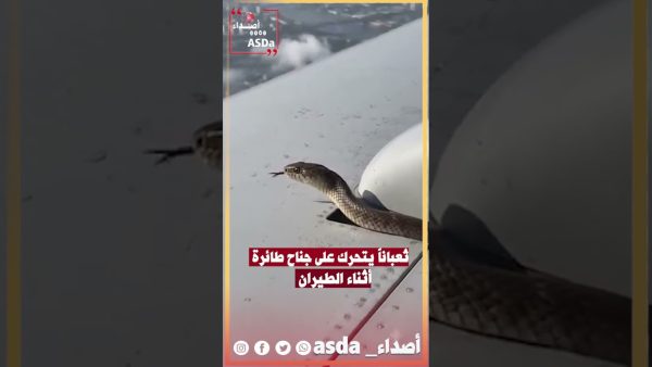 ثعبان  يخرج من محرك طائرة  وهي في السماء( فيديو )