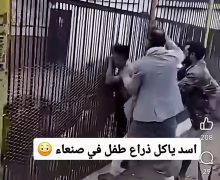 مشهد مـ ـروع ….أسد يبتر دراع طـ ـفل في حديقة حيوان باليمن ( فيديو)