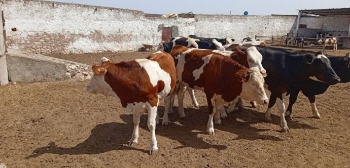 نصاب مختص في النصب على الجزارين يسلب أموالهم بسبب طمعهم في الربح